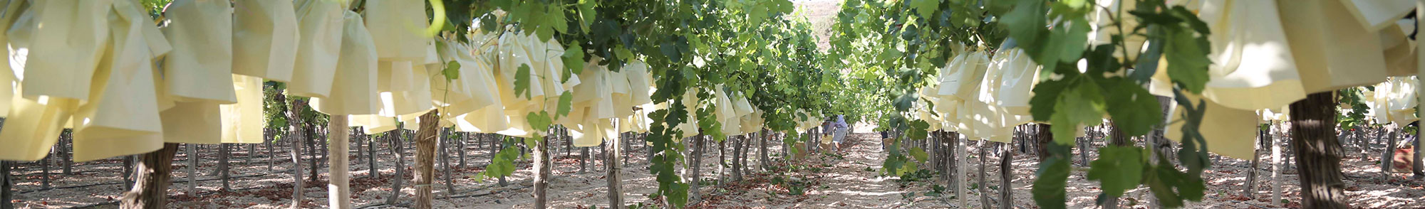 frutas falco uva de mesa vinalopo novelda alicante