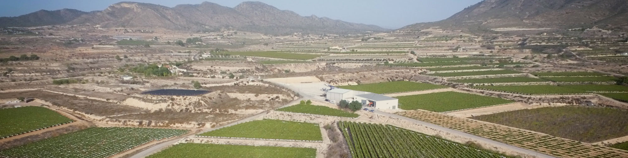 frutas falco uva de mesa vinalopo novelda alicante