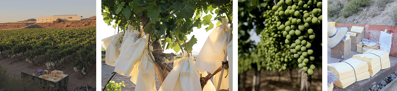 calidad uva vinalopo historia frutas falco novelda finca de uva