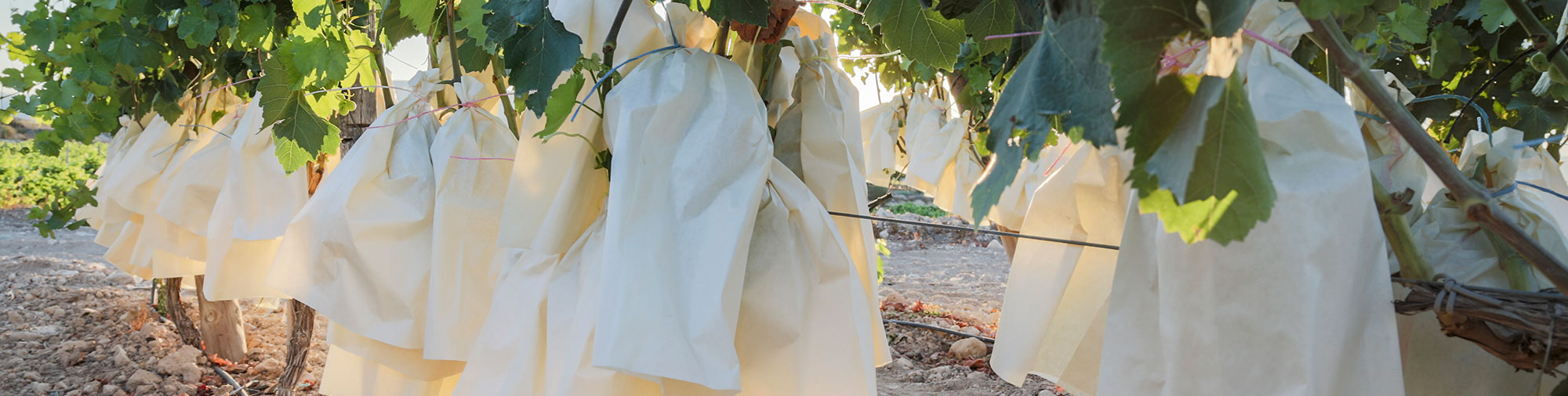 frutas falco uva de mesa vinalopo novelda alicante