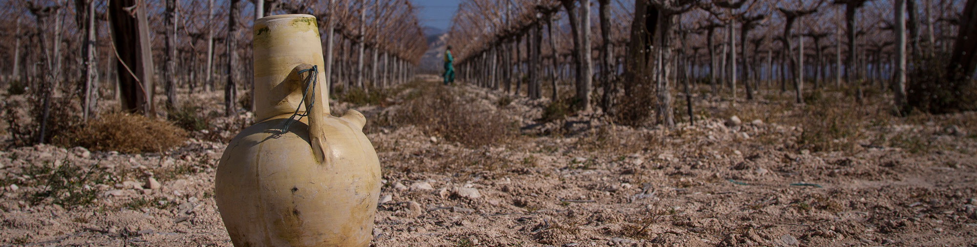 frutas falco uva de mesa vinalopo novelda alicante