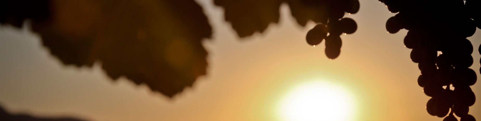 frutas falco uva de mesa vinalopo novelda alicante doña maría