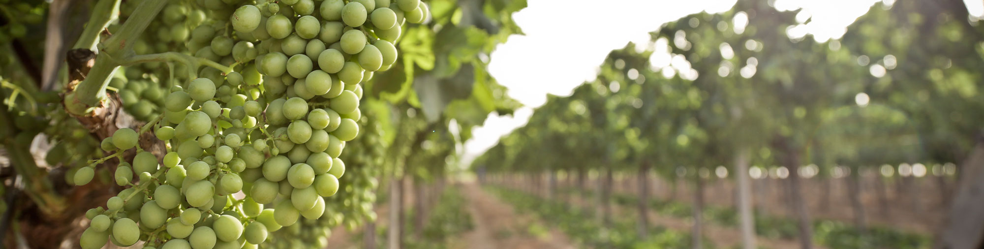 frutas falco uva de mesa vinalopo novelda alicante despampolado