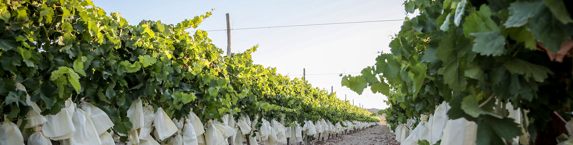 frutas falco uva de mesa vinalopo novelda alicante embolsado