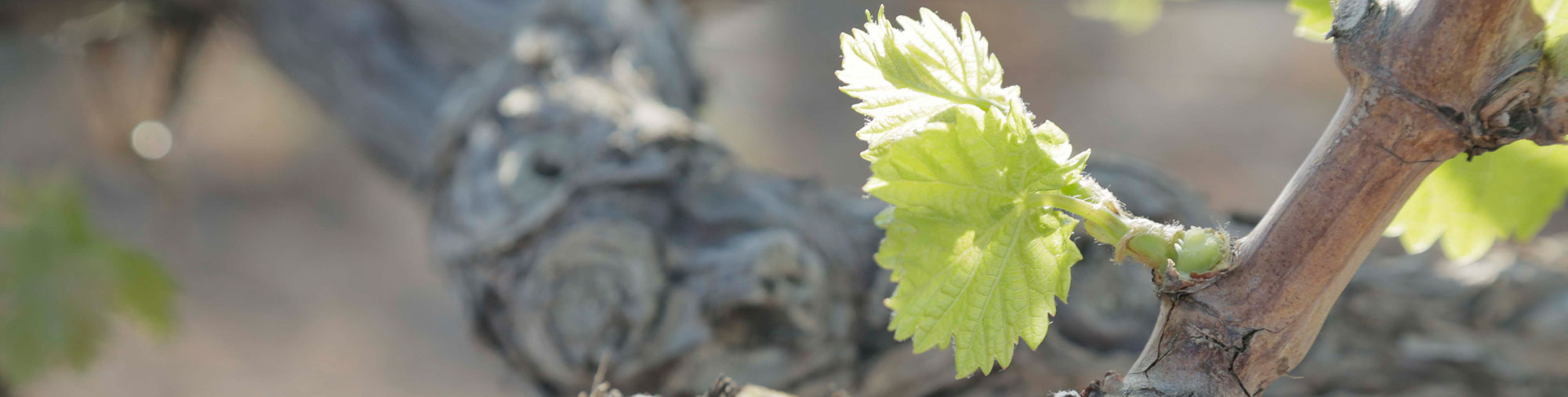 frutas falco uva de mesa vinalopo novelda alicante floracion