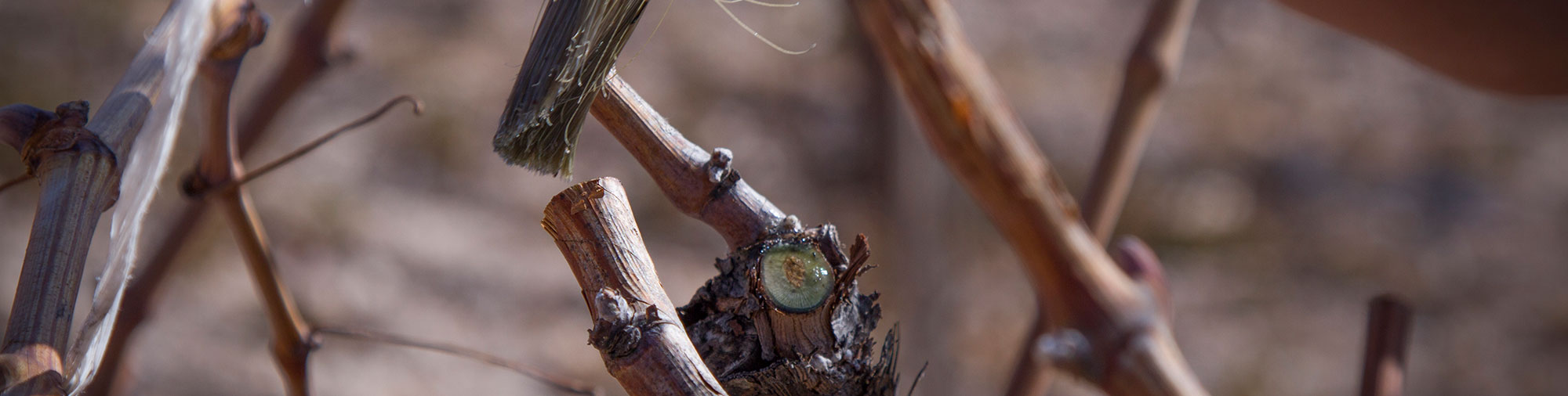 frutas falco uva de mesa vinalopo novelda alicante la poda