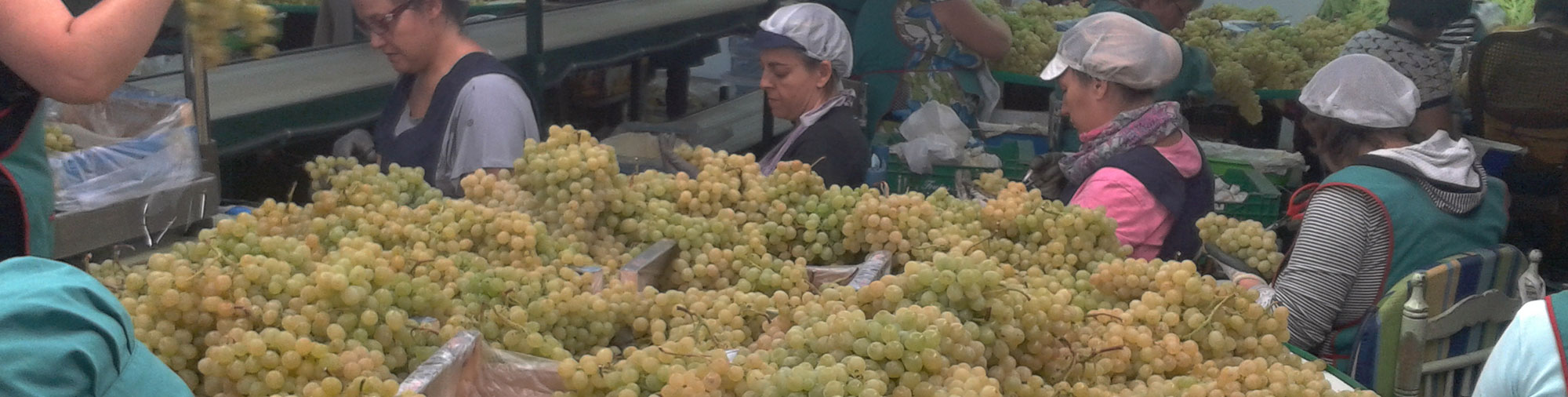 frutas falco uva de mesa vinalopo novelda alicante manufactura