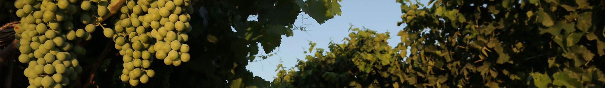 frutas falco uva de mesa vinalopo novelda alicante Política de Calidad